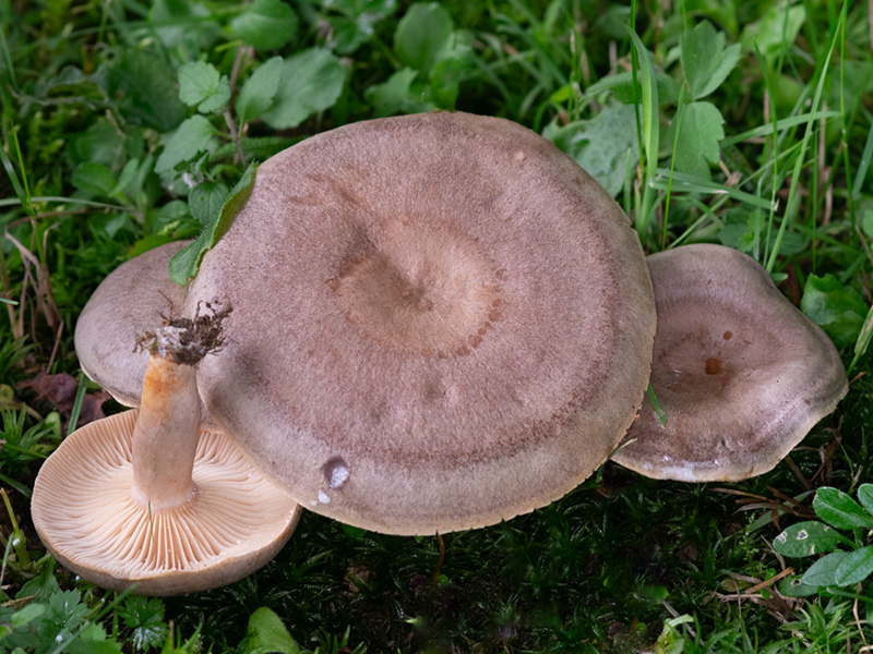 Lactarius pyrogalus Lactarius pyrogalus